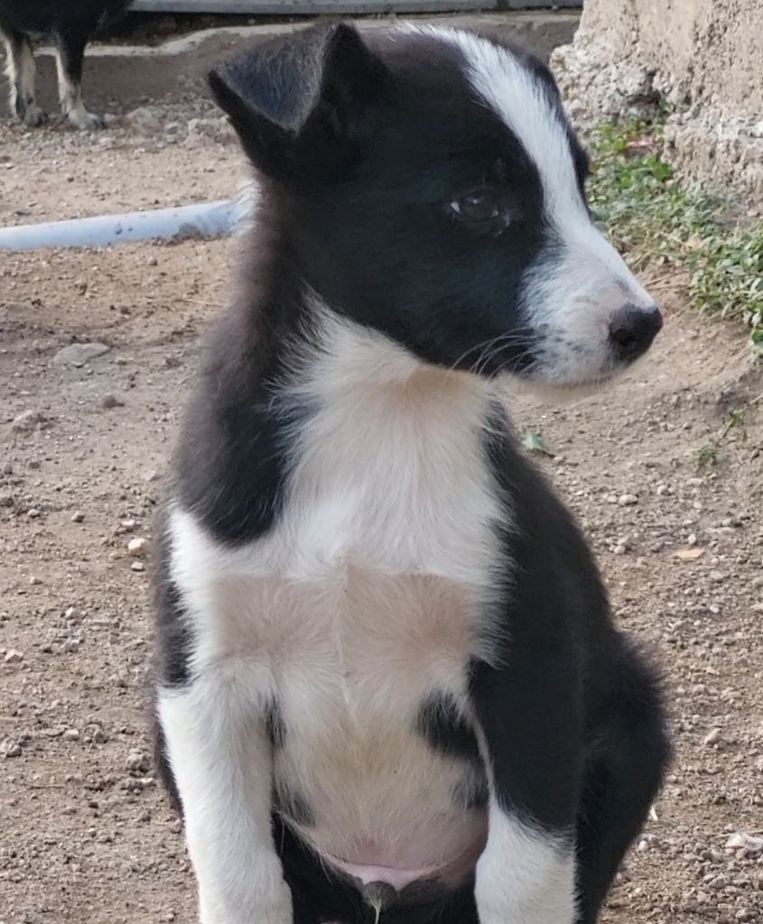 The Sheepdog Limitless - Chiot disponible  - Border Collie