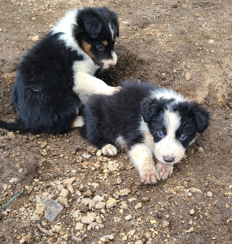 The Sheepdog Limitless - Chiot disponible  - Border Collie